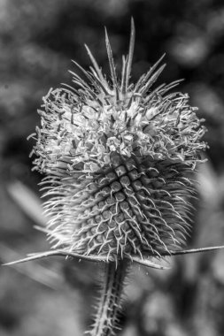 doğanın güzel çiçek