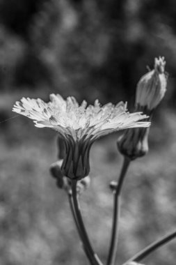 Güzel botanik fotoğrafı, doğal duvar kağıdı.