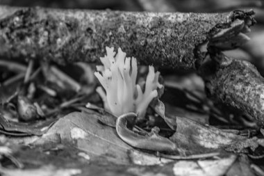 Ormanda yerde siyah beyaz mantar