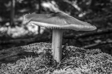 Ormanda mantar mantarı