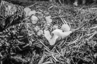 Ormanda beyaz mantar