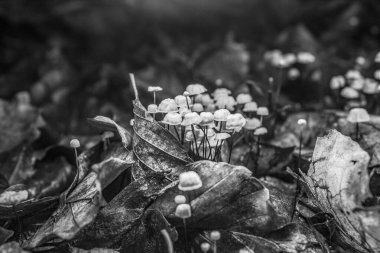 Ormanda beyaz mantarlar