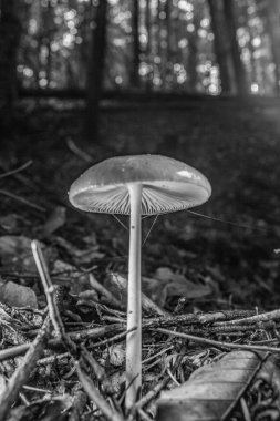 Ormanda beyaz mantarlar