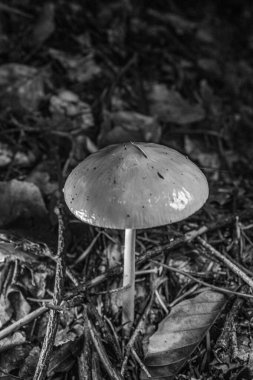 Ormanda beyaz ve siyah mantar