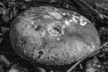 Lezzetli Asya yemeklerinin yakın görüntüsü