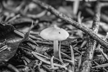 Ormanda mantar, mantar.