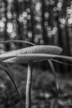Ormandaki bir mantarın siyah beyaz fotoğrafı