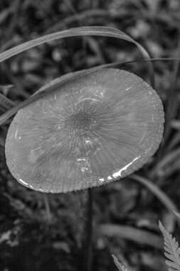 Ormanın güzel manzarası