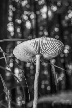 Beyaz mantarı kapat.