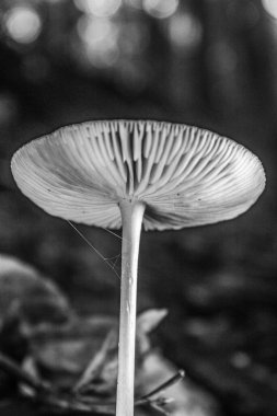 Ormanda beyaz mantar