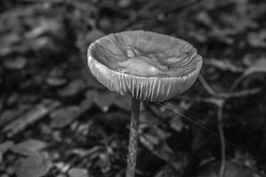 sonbahar ormanda mantar