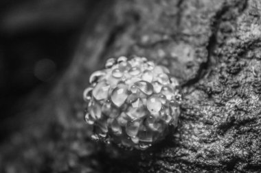 bir ağacın siyah beyaz fotoğrafı