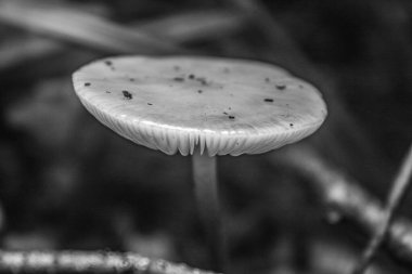 Ormanda beyaz mantar