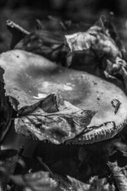 Ormanda büyüyen mantar