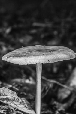 Sonbahar ormanda mantar, yakın çekim