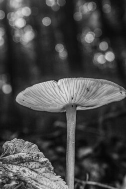 Ormanda beyaz mantar