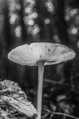 Ormanda büyüyen mantar