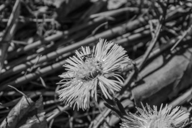 Bahçedeki beyaz çiçekler