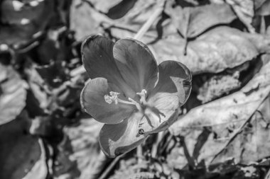 Çiçeğin siyah beyaz fotoğrafı.