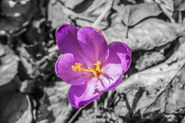 Bahçedeki güzel çiçekler