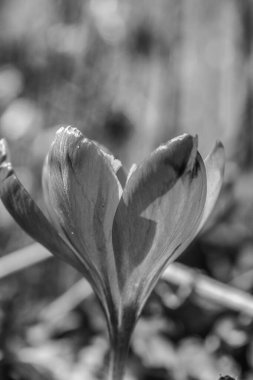 Güzel botanik çekimi, doğal desen.