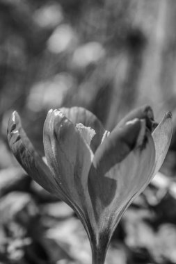 Bahçedeki siyah beyaz çiçekler