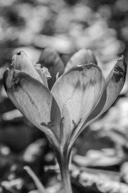 siyah ve beyaz çiçek arkaplanı, aşk kavramı