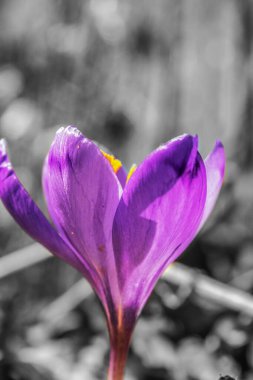 Bahar bahçesinde güzel mor bir çiçek