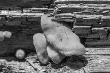 Ağaçtaki mantarlar