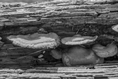 Ormandaki bir mantarı kapat.