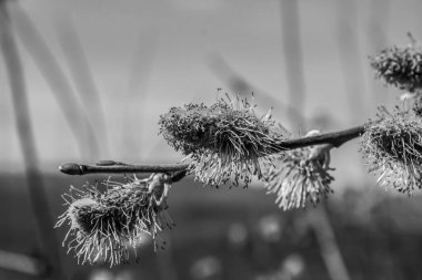 Güzel botanik fotoğrafı, doğal duvar kağıdı.