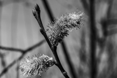 Bahçedeki siyah beyaz çiçekler