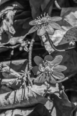 Bahçedeki güzel çiçekler