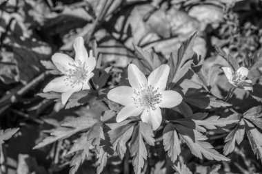 bahçede beyaz çiçek