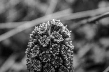 Tarladaki çam kozalağının yakın çekimi.