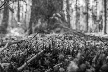 Ormandaki yosun kaplı ağaç, sığ alan derinliğine dikkat edin.