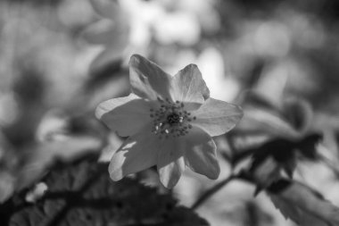 Bahçedeki beyaz çiçek