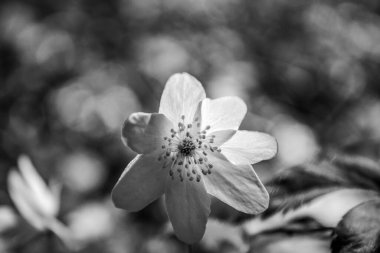 Bahçedeki güzel çiçek