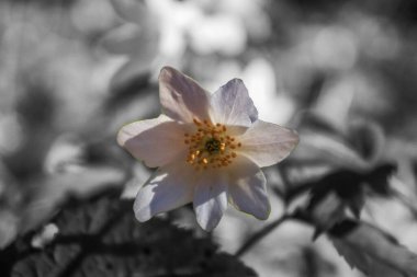 Bahçedeki güzel çiçekler