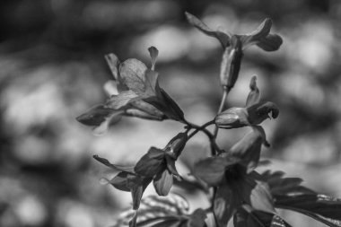 Güzel botanik fotoğrafı, doğal duvar kağıdı.