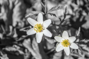 Güzel botanik fotoğrafı, doğal duvar kağıdı.