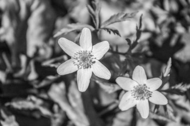 Bahçedeki güzel beyaz çiçek.