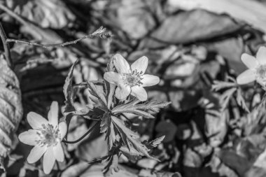 Güzel çiçekler, doğa bitki örtüsü ve bitki örtüsü.