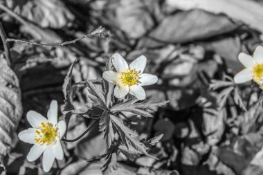 Bahçede beyaz çiçekler