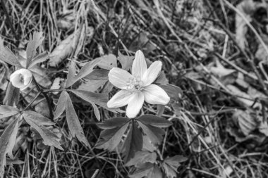 Bahçede beyaz çiçekler