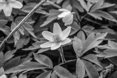 Bahçedeki güzel çiçekler