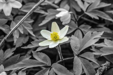 Güzel botanik fotoğrafı, doğal duvar kağıdı.