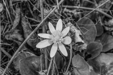 Güzel botanik fotoğrafı, doğal duvar kağıdı.