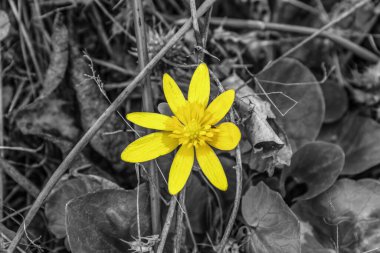 Siyah arkaplanda sarı çiçekler