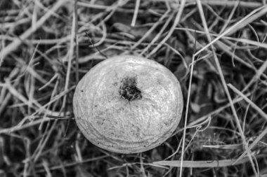 Elmanın dokusunu. Elma ağacı bahçede.